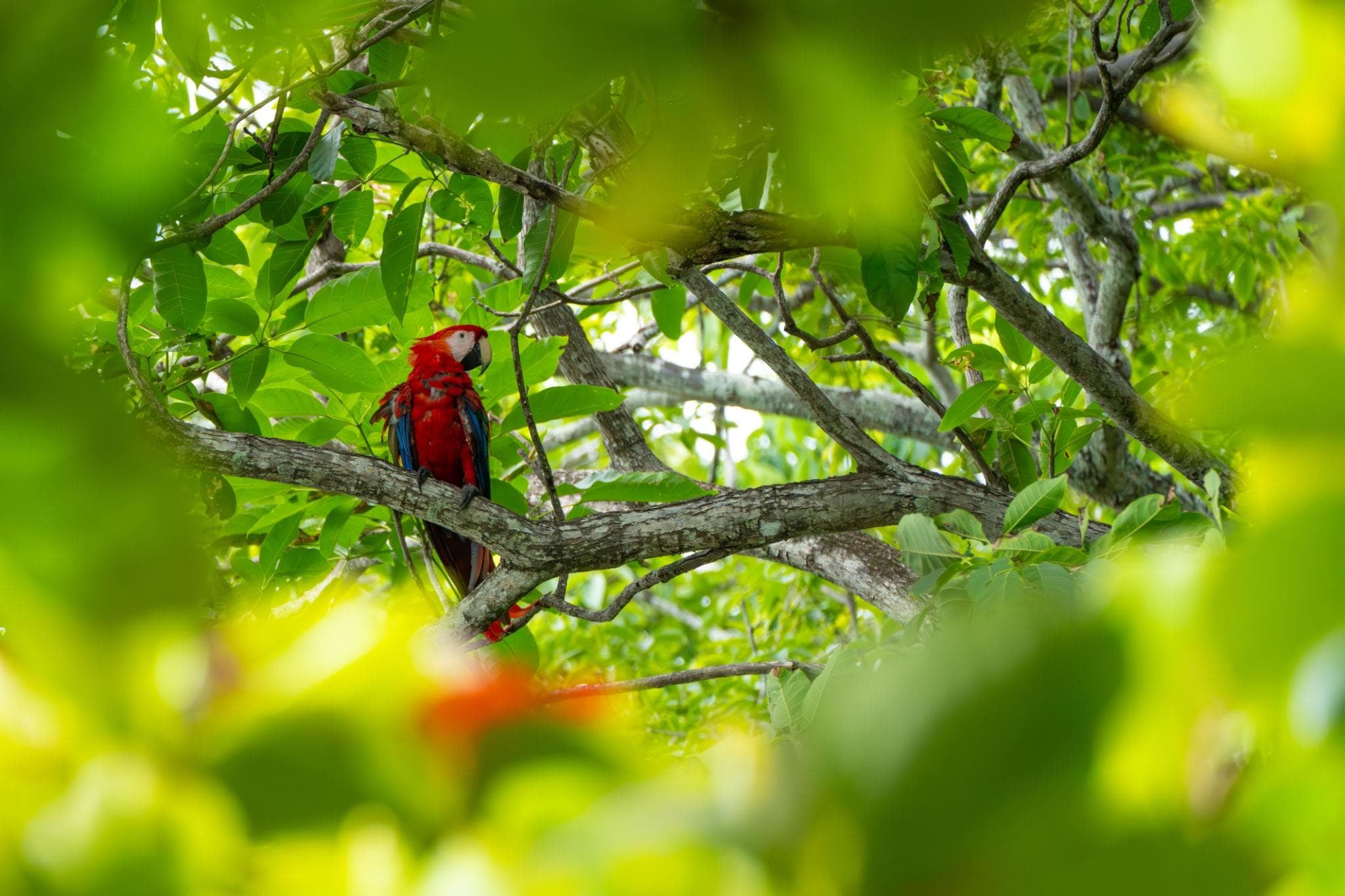 Guara roja