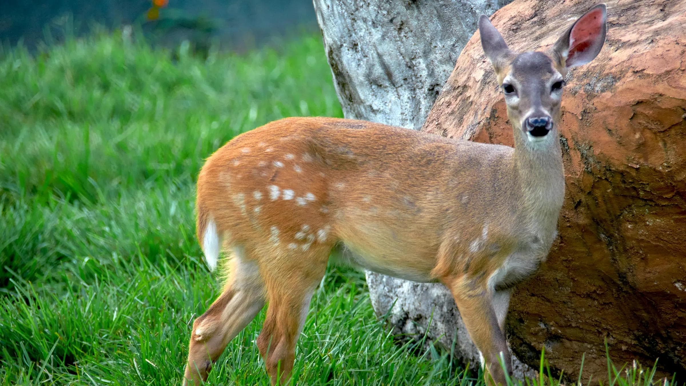 Venado
